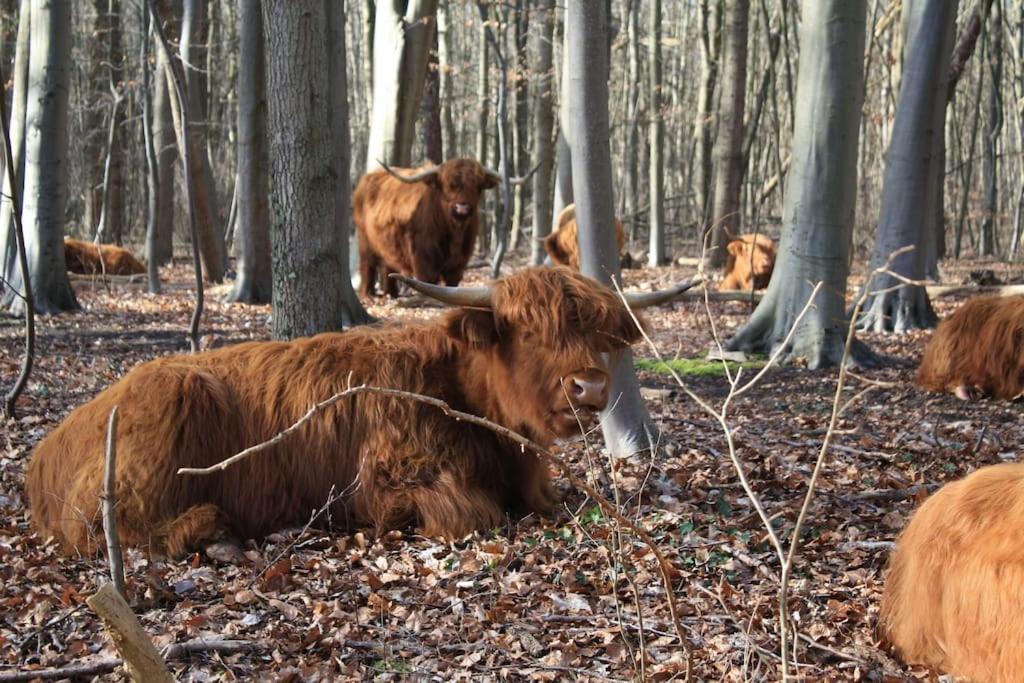 Villa De Bosrand Grenzend Aan Het Bos Castricum Esterno foto