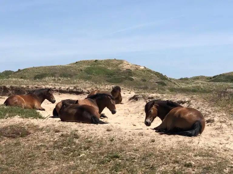 Villa De Bosrand Grenzend Aan Het Bos Castricum Esterno foto