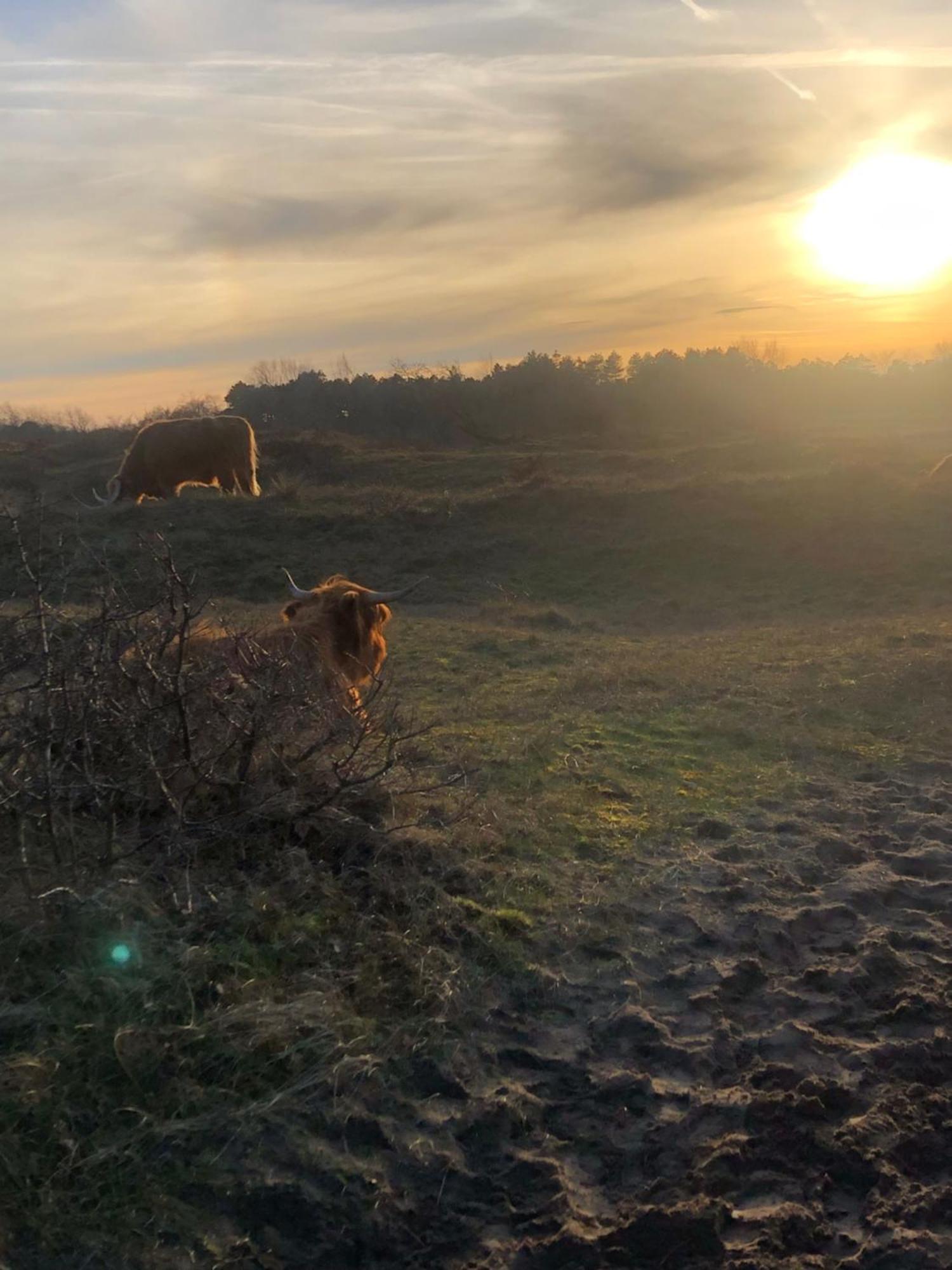 Villa De Bosrand Grenzend Aan Het Bos Castricum Esterno foto
