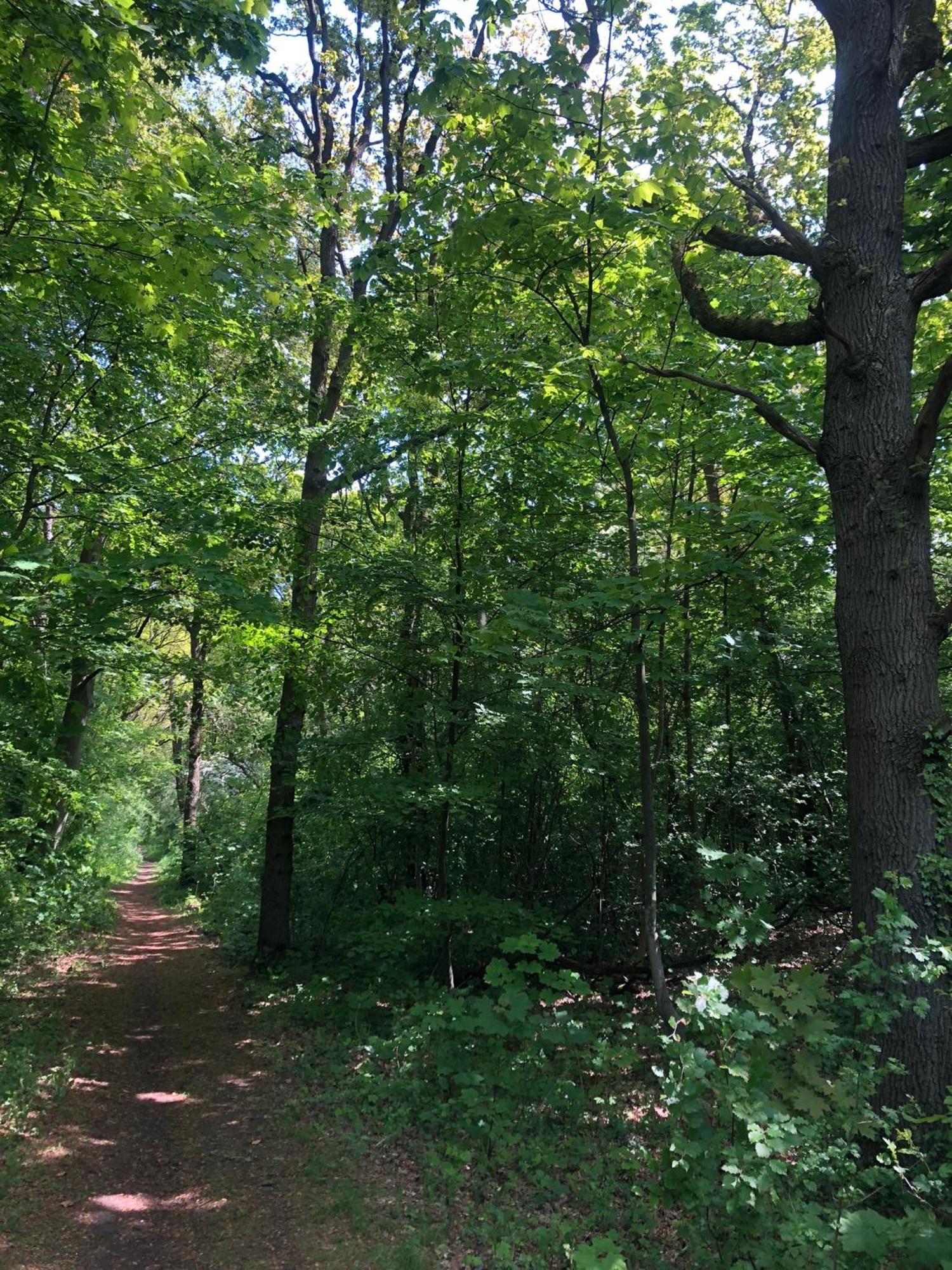 Villa De Bosrand Grenzend Aan Het Bos Castricum Esterno foto